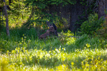 Moose bedded down in Yellowstone National Park