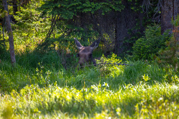 Moose bedded down in Yellowstone National Park