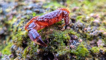 Close-up of a small red crab on a mossy rock surface in a tropical coastal habitat, captured in vibrant macro detail.