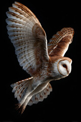 With each sweep of its gentle wings, the barn owl moves through the night air, a ghostly figure of grace and mystery, embodying the silent ballet of nature's aerial dance.