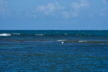 Diving Royal Tern