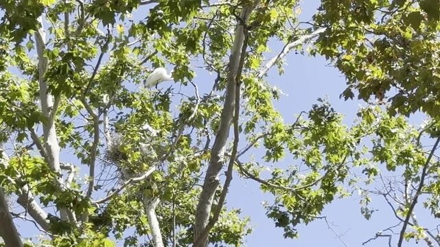 Adult egret looks down on nest of squabbling juveniles