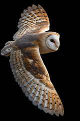 With each sweep of its gentle wings, the barn owl moves through the night air, a ghostly figure of grace and mystery, embodying the silent ballet of nature's aerial dance.