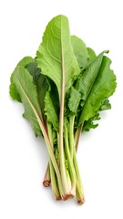 Fresh, vibrant green leaves with reddish stems