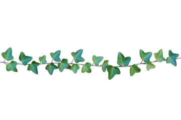 Green ivy vine with lobed leaves isolated on a transparent background plant foliage