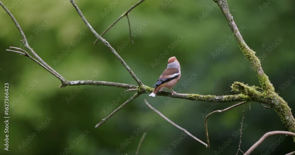 Poster lone hawfinch bird sits on tree branch in forest, close static view
