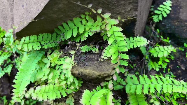 Tracking shot of Maidenhair Fern, or Adiantum capillus veneris, also known as the Southern Maidenhair Fern or Venus Maidenhair Fern growing in the nature after the rain