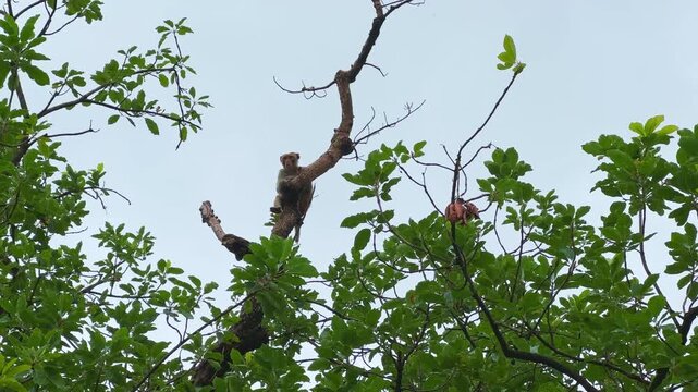 A closeup of an Indian red-faced monkey sitting on a tree also known as Rhesus macaque or Macaca mulatta a species very common in India. red faced monkey perched on a branch