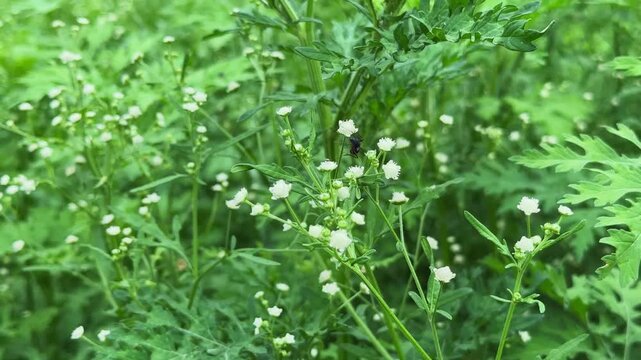 Closeup of an ant crawling on a flower of the weed known as Parthenium hysterophorus plant, it is known for its aggressive growth and potential to cause allergies and dermatitis