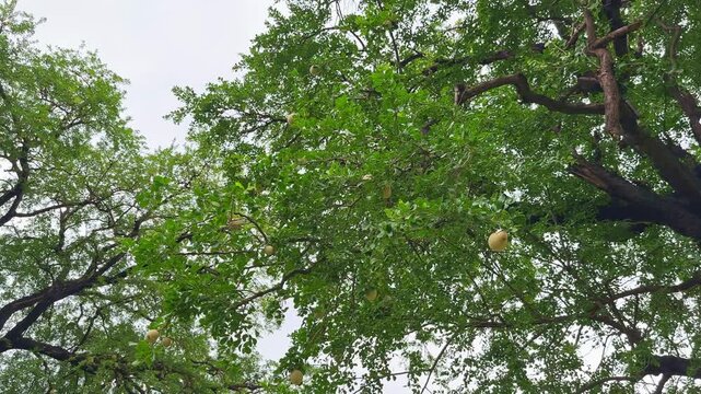 The "sour wood apple" is also known as the fruit of the Limonia acidissima tree, which is native to India and other parts of South Asia. It's also known as wood apple and elephant apple.
