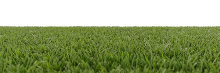Lush green grass blades close up perspective isolated on a transparent background lawn