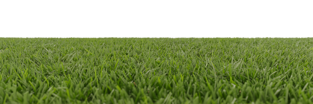 Lush green grass blades close up perspective isolated on a transparent background lawn