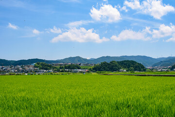 夏の田んぼ