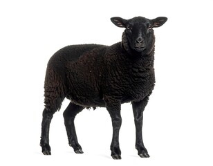 A black sheep stands against a white background, facing the camera