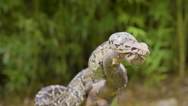 A boa constrictor wrapped tightly around a tree branch in its natural jungle habitat. Shot in daylight with shallow depth of field, showing detailed snake patterns and tropical environment.