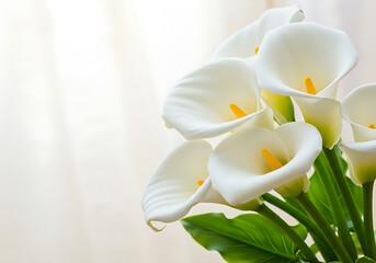 Pure white Calla Lilies with bright yellow anthers, evoking a sense of calm and refinement.

