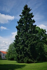 Tall evergreen tree standing in a park with green grass and blue sky in the background.
