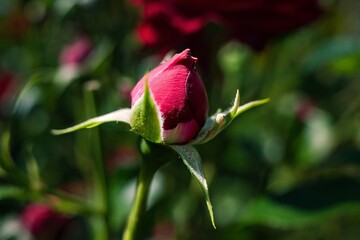 Close-up of a red rosebud surrounded by green leaves with a soft blurred background.