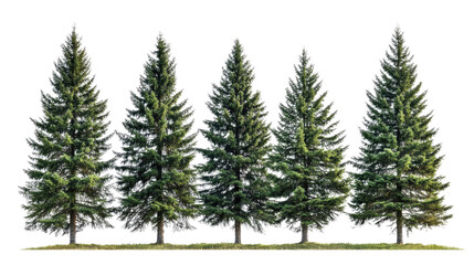 Obraz premium pines tree on white background