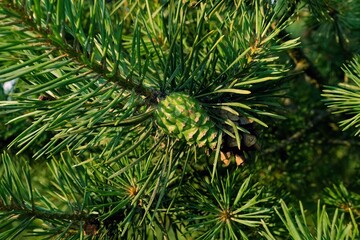 Close-up of a green pine cone surrounded by pine needles in natural sunlight.