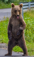 A brown bear standing on two legs