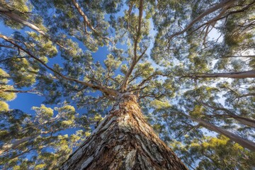 Upward view of towering eucalyptus trees