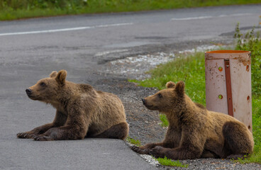 Fototapeta premium Two bears standing on the side of the road. Bears begging for food