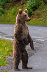 Obraz premium A young brown bear standing up on two legs on the road