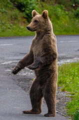 Close-up of a juvenile brown bear standing up on two legs on the road