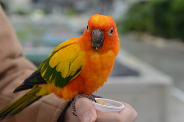 インコ