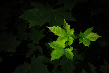 Bright green maple leaves illuminated against a dark background, highlighting their sharp edges and natural texture.