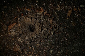 A small hole in dark soil surrounded by dry leaves and organic debris, possibly an insect or animal burrow.