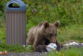 A brown bear playing with an empty container next to a trash can