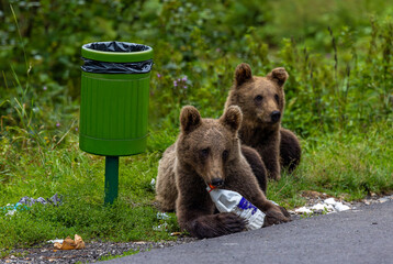 A brown bear playing with an empty container next to a trash can