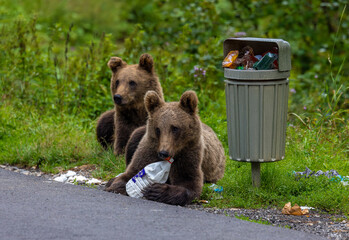 Brown bears near a trash can on the side of the road