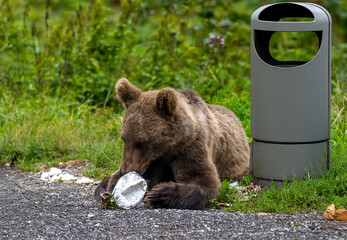 A brown bear standing next to a garbage can