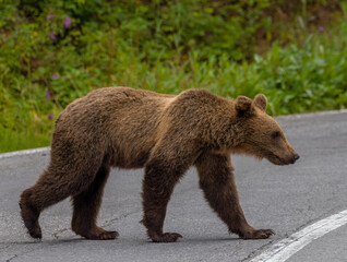 Fototapeta premium A brown bear walking on the road