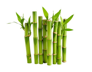 Fototapeta premium Fresh Bamboo Shoots Isolated on White Background
