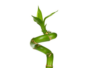 Isolated Green Bamboo Shoot with Fresh Leaves