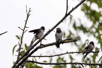 Jungschwalben die auf die Eltern mit Fressen warten  