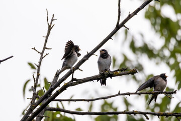 Jungschwalben die auf die Eltern mit Fressen warten  