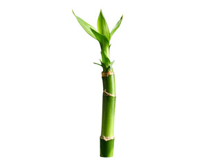 Fototapeta premium Fresh Bamboo Shoot on Green Background