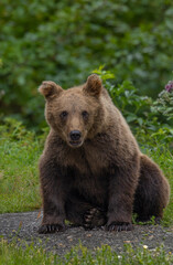 Obraz premium A bear standing on the bottom