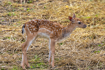 Close-up of a young European Fallow Deer (Dama dama)