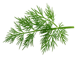 Fototapeta premium Fresh Dill Herb on White Background