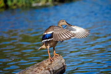 A beautiful duck, possibly a female mallard, stands on a log in the water with its wings spread open, showing off iridescent blue feathers. The background is a vibrant blue body of water.