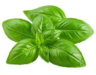 Fototapeta premium Fresh Holy Basil Leaves on White Background