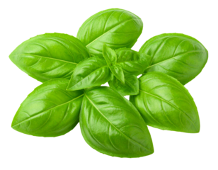 Fresh Holy Basil Leaves Isolated on White Background