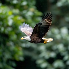 Obraz premium Majestic Eagle Soars Above Lush Habitat in Sharp Focus