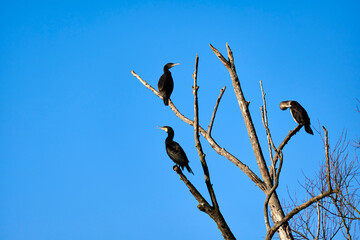 Three cormorants perched on a bare tree branch against a clear blue sky, capturing the tranquility and simplicity of nature and birdwatching in a serene setting.